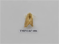 藏品(尺蠖蛾科)的圖片